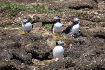 Group of Puffins on a Rocky Coastline