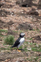 Atlantic Puffin Standing on Rocky Ground by the Coast