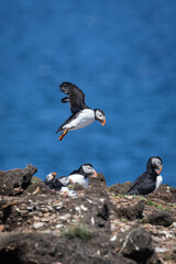 Puffin in Flight over the Rocky Coast
