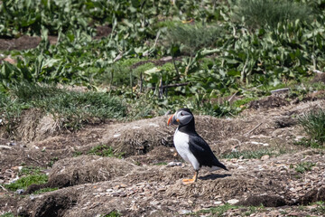 Puffin Standing on Rocky Ground