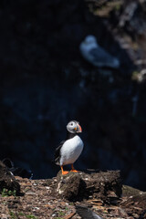 Puffin Standing on a Rocky Cliff Edge