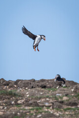 Puffin in Flight over a Rocky Shoreline