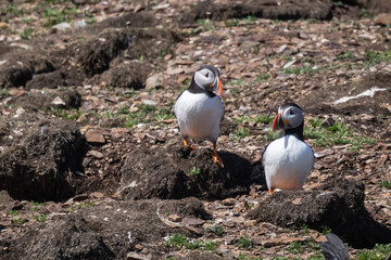 Two Puffins standing on Rocky Coastal Ground