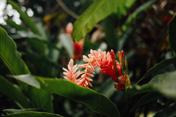 Pink Tropical Ginger Flower in the Rainforest, Cahuita, Costa Rica