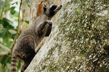 Northern Raccoon Climbing Tree, Cahuita National Park