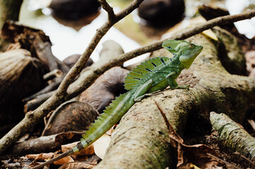 Green Basilisk Lizard Resting Among Roots in Cahuita National Park