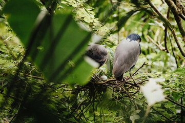 Pair of Herons Nesting in the Rainforest, Cahuita National Park