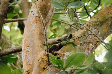 Obraz premium Lazy Northern Raccoon Resting on Tree Branch in Cahuita National Park