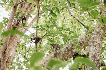 Family of Raccoons Climbing Through the Trees in Cahuita National Park