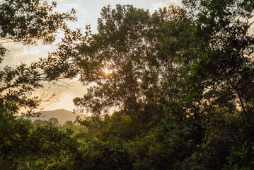 Obraz premium Sunset Through Tropical Canopy, Than Sadet Ko Phangan National Park