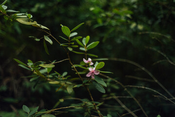 Pink Myrtle Blossom in Khao Ra, Than Sadet Ko Phangan National Park
