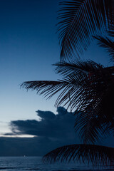Palm Silhouette at Blue Hour over Karon Beach, Phuket, Thailand
