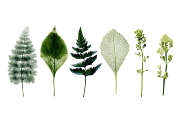 Assortment Of Colorful Leaf Silhouettes Against Black Background Showing Details and Textures