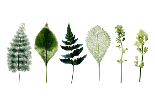 Assortment Of Colorful Leaf Silhouettes Against Black Background Showing Details and Textures