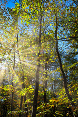 rayons de soleil perçant le feuillage de châtaigniers en automne