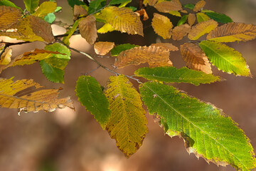 feuilles de châtaignier en automne sur fond de bokeh