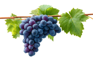 Obraz premium Fresh purple grapes on vine with green leaves, isolated on transparent background
