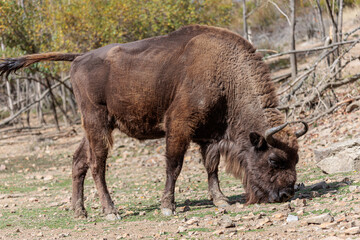 European bison feeding on green shoots. Bison bonasus. Anciles Valley, Cantabrian Mountains, Riaño, León, Spain.