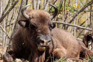 Fototapeta premium European bison lying and ruminating among the trees. Bison bonasus. Anciles Valley, Cantabrian Mountains, Riaño, León, Spain.