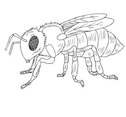 Cute cartoon hand drawn vector honey bee outline.