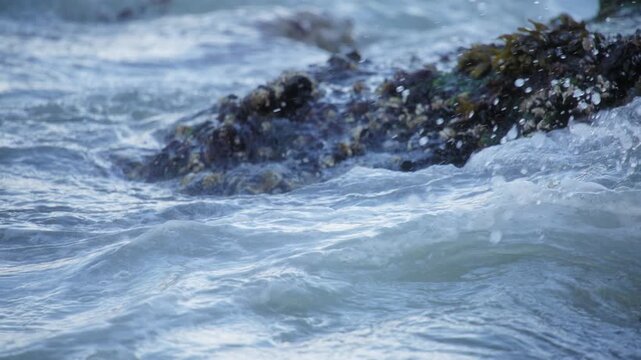 Ocean water splashes over mossy rocks full of barnacles
