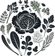 Vintage Botanical Illustration of Cabbage and Various Leafy Greens