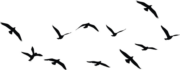 Bird silhouettes in flight, dynamic avian motion illustration, flock migration design for nature, wildlife, sky art, and educational use