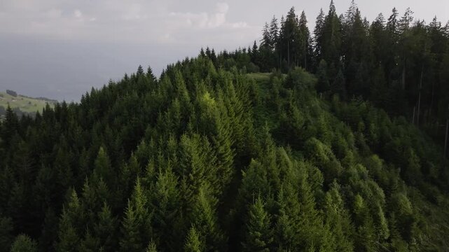 rone view of a lush green evergreen forest on a hillside under a cloudy sky. Represents nature, wilderness, forestry, and environmental sustainability.