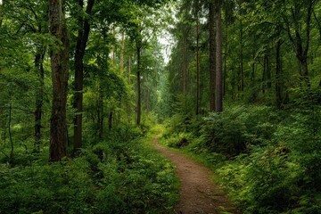Obraz premium Lush Green Forest Path with Sunlight Filtering Through Trees in Summer Woods