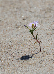 flower on the sea sand