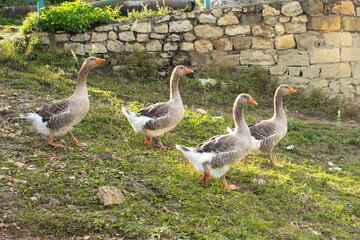 Geese graze on a green grass. A flock of four domestic geese walks together in mountains