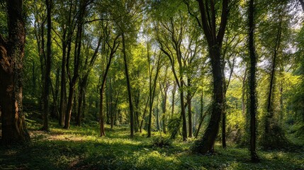 Lush Forest Landscape with Sunlight Streaming Through Trees Creating a Scenic View