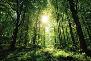 Obraz premium Lush Green Forest with Sunlight Filtering Through Trees in Springtime View with a Focus on Tall Trees and Sunlight Against Blue Sky