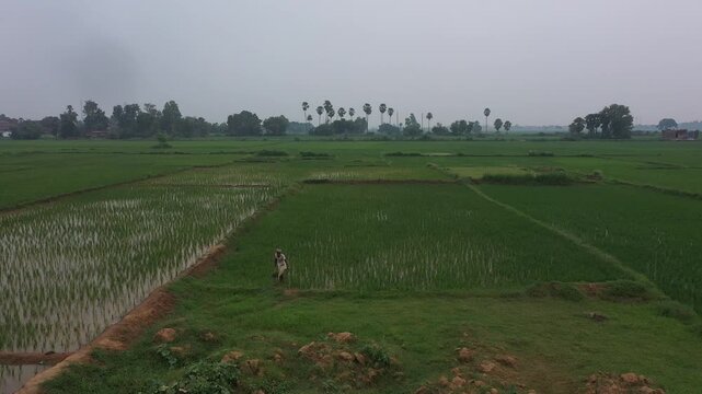 Farmer working in his field in Bihar, India