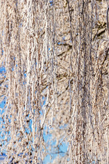 Birch tree branches with hoarfrost in the winter