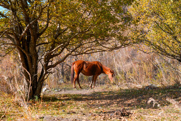 Brown horse stands peacefully in a wooded area during early morning. Sunlight filters through the trees, highlighting the vibrant autumn leaves around
