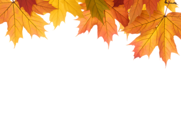 Isolated foliage. Maple autumn leaves. Fall leaf branch