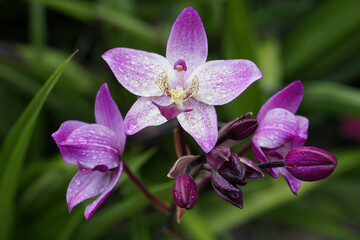 Colorful Purple Orchids Bloom in a Lush Green Garden Under Gentle Rain