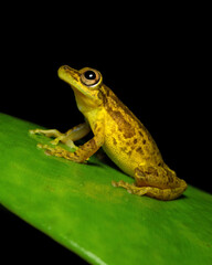 Scinax elaeochroa, commonly known as the Sipurio snouted treefrog, or olive snouted treefrog, is a species of frog in the family Hylidae.