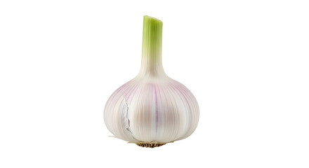 Fresh garlic bulb isolated on transparent background, a healthy and flavorful ingredient for cooking and seasoning