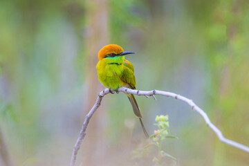 Green Bee-eater (Merops orientaiis) A beautiful little bird on the branches.