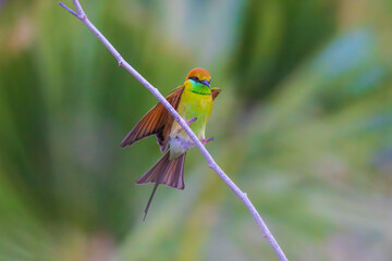Green Bee-eater (Merops orientaiis) A beautiful little bird on the branches.