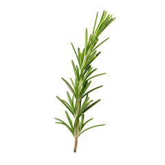 Obraz premium Fresh rosemary sprig isolated on transparent background, a fragrant herb used in cooking and aromatherapy applications