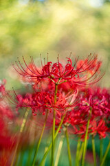 Red spider lily flowers blooming in the garden