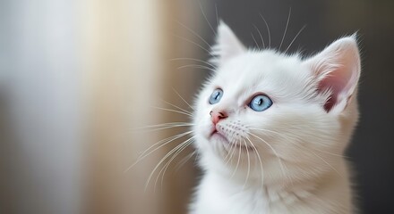 Captivating White Kitten with Piercing Blue Eyes Gazing Upward.