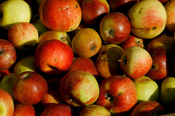 Wild Apple (Malus sieversii) native of Central Asia, the primary ancestor of most cultivars domesticated apple.