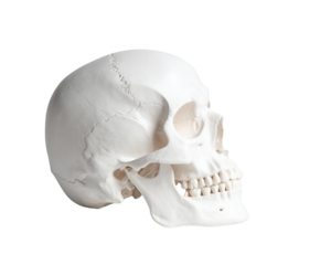 A modern anatomical skull model photographed from the side under soft studio lighting 
