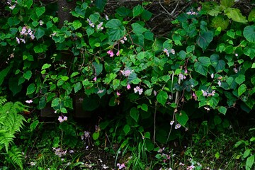 Begonia grandis (Hardy begonia) flowers. Begoniaceae perennial bulbous plant. It grows in shady wetlands and blooms pale pink flowers from August to October.