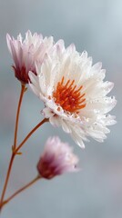 Delicate White Chrysanthemum Flowers with Dew Drops Macro Photography Soft Focus Background Pastel Colors Natural Lighting