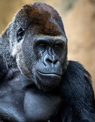 Obraz premium A close-up shot of a gorilla with black fur, brown patch